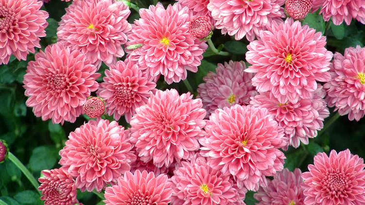 День учителя 2019 в Украине. Поздравления, пожелания, открытки. картинки