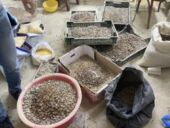 По согласию с прокурорами. Почему за два года за незаконную добычу янтаря в Украине никого не посадили