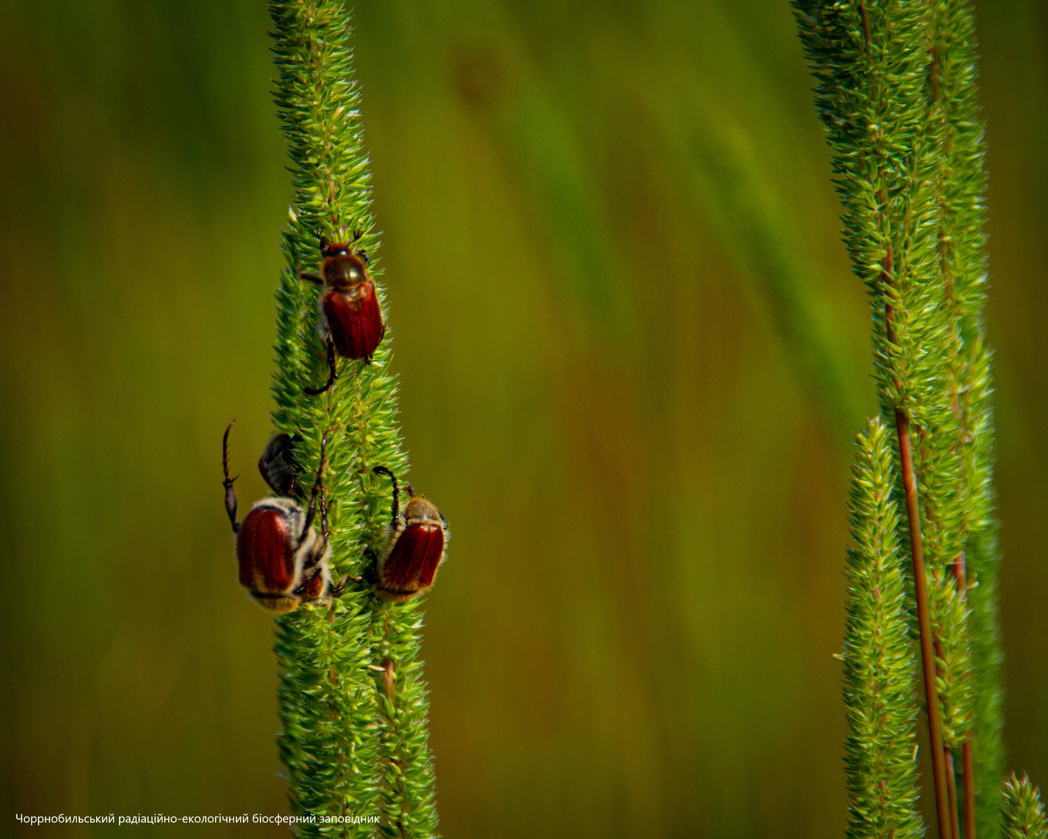 Хлебные жуки в зоне отчуждения