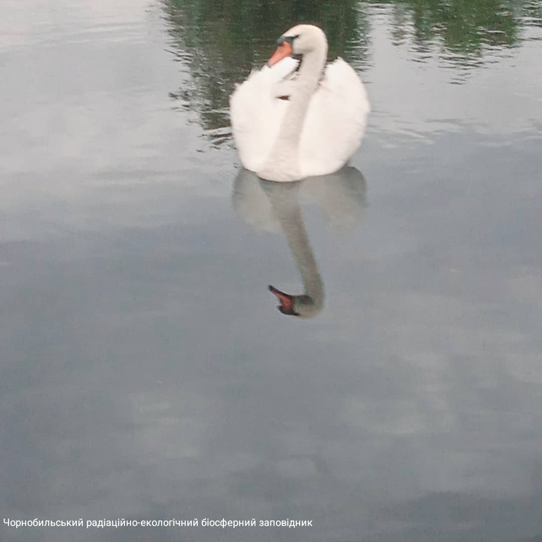 Лебедь-шипун