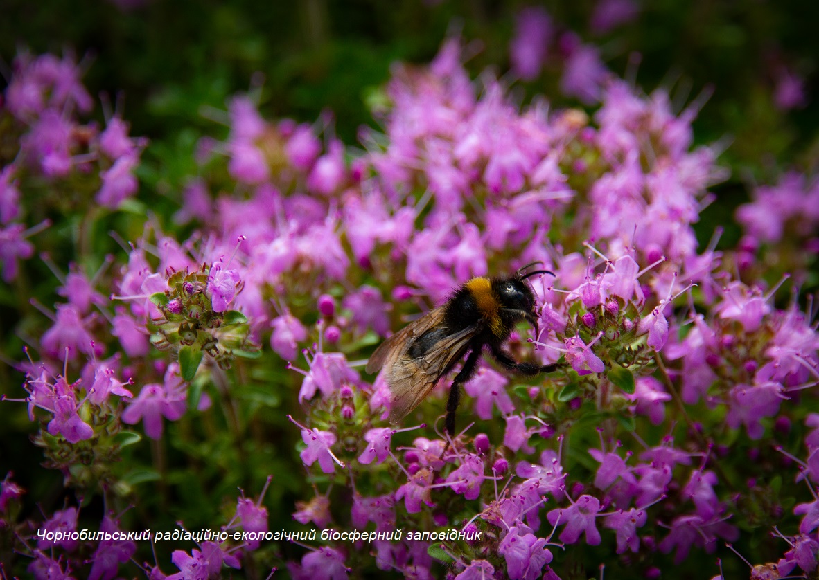 Насекомое и цветы