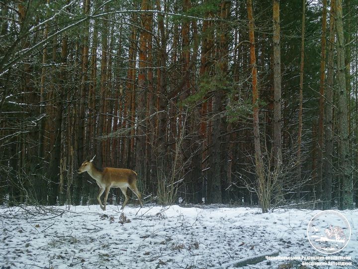 Олень в зоне отчуждения