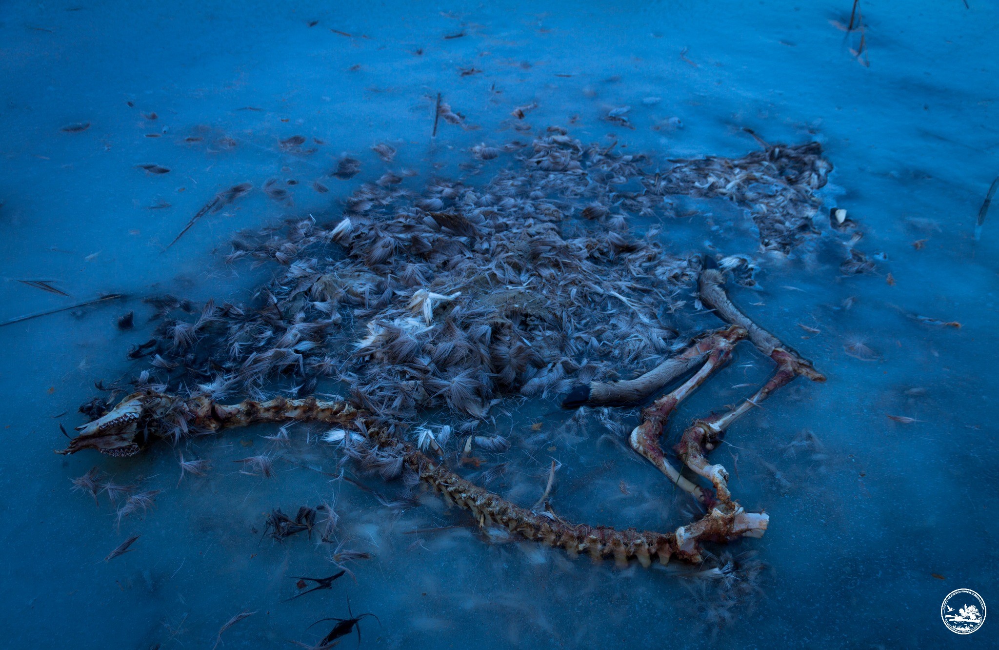 Останки оленя