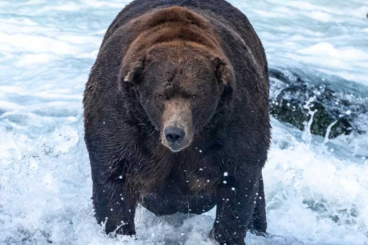 Победитель в фас