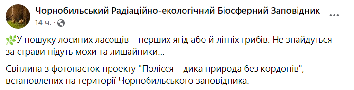 В Чернобыльском заповеднике показали лося