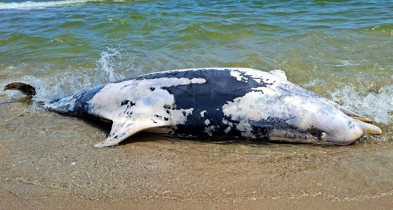 Фото мертвого дельфина на берегу Чёрного моря. Источник &ndash; Телеграм